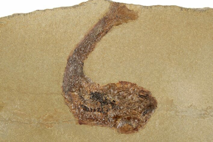 Jurassic Fossil Fish (Hulettia) - Wyoming #188867